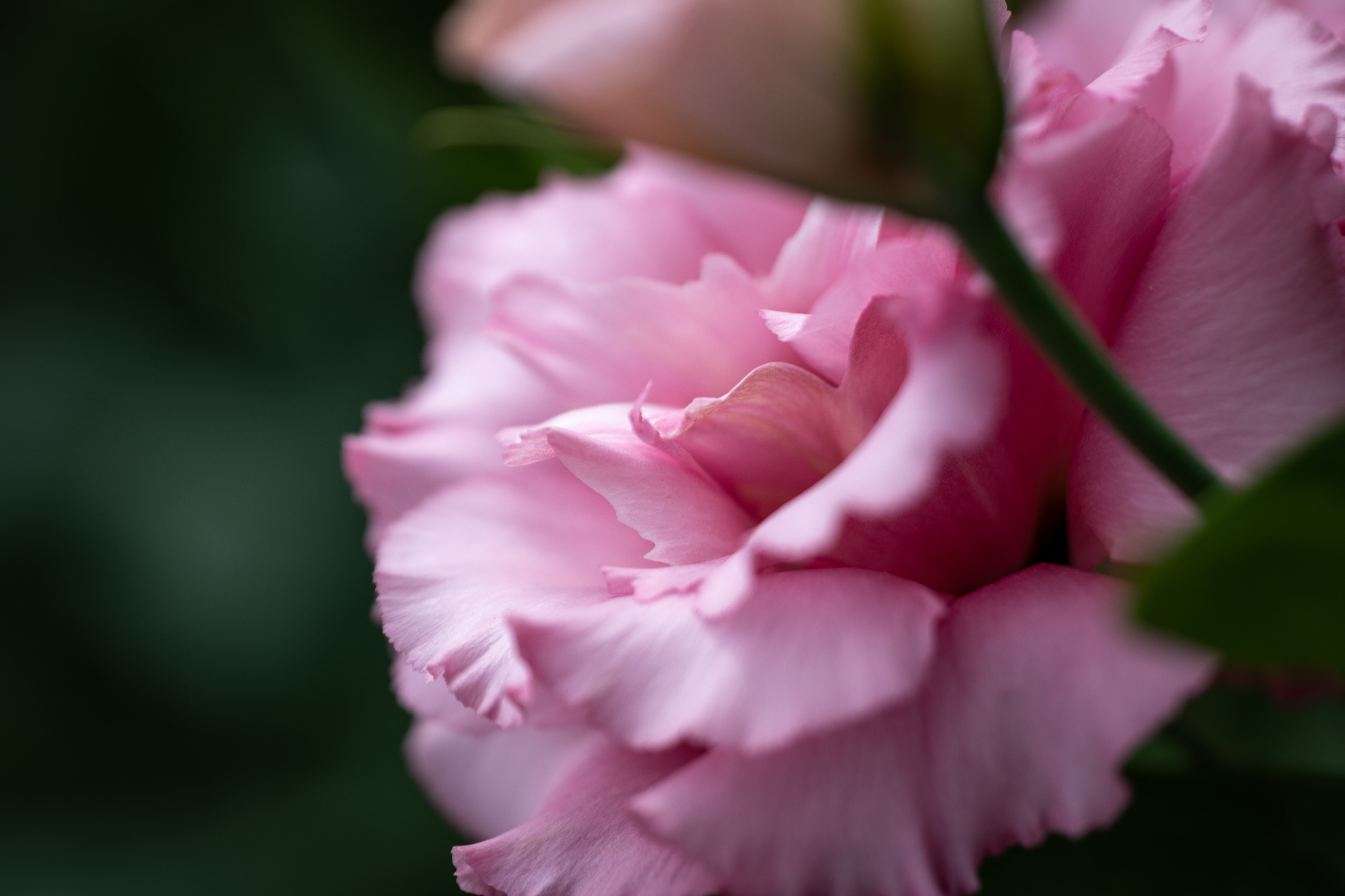 Las flores de Ecuador siguen conquistando al mundo | Yara Ecuador